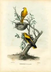 Loriot doré, 1863-79